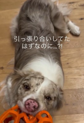 引っ張り合いをするラルくん