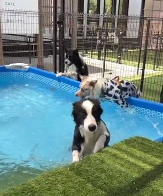 身を乗り出すラルくん