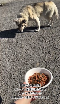 フードを警戒する犬
