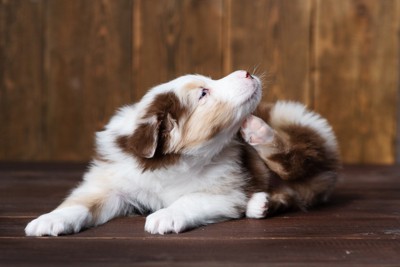かゆそうにする犬