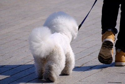 犬の後ろ姿