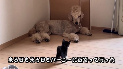なぜかバーニーちゃんに懐いた!