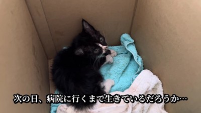 成猫まで育つのは厳しい…