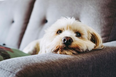 トイプードルの老犬