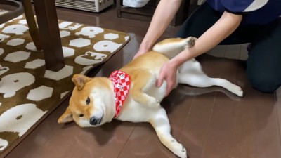 後ろ足でキック！