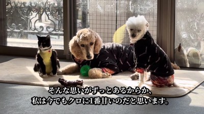 今でも仲良しな3匹