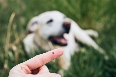 犬とノミ