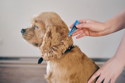 予防薬を打つ犬