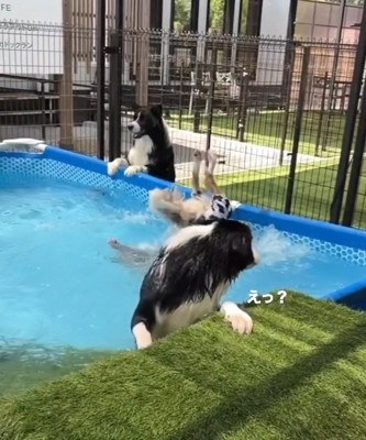 後ろを振り返るわんこ