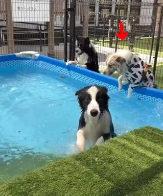 プールに手をかけるラルくん