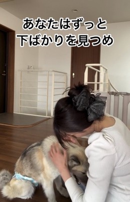 人に撫でられながらうつむく犬