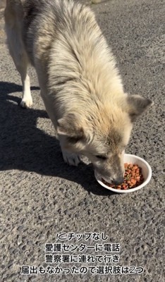 道路でフードを食べる犬