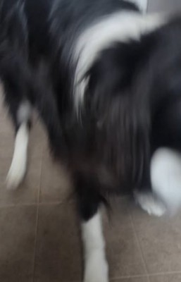 飼い主の元へ駆け寄る中型犬