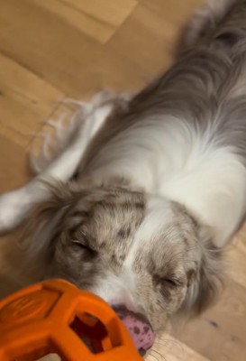 眠ったラルくん1