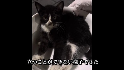 衰弱した子猫を保護
