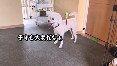 ジーニーちゃんがお世話係に