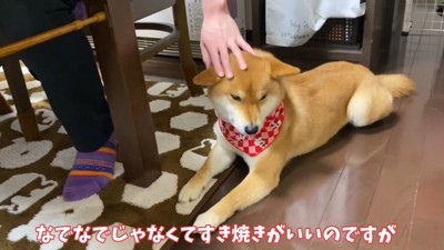 もらえなくて不満そう…