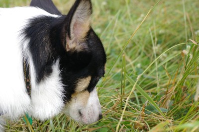 草を見つめる犬