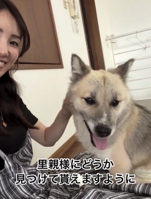人に撫でられて喜ぶ犬