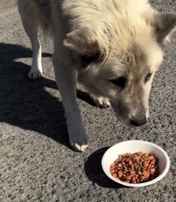 器の前まで歩み寄る犬