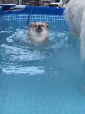 必死に泳いでいたら…