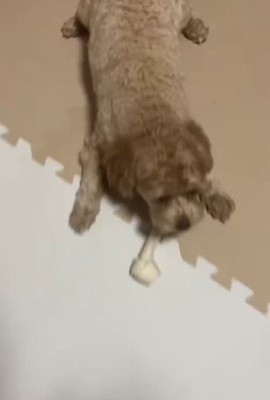 おやつが好きなちくわちゃん