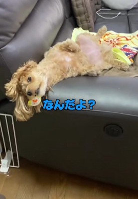 おしゃぶりを咥えると…