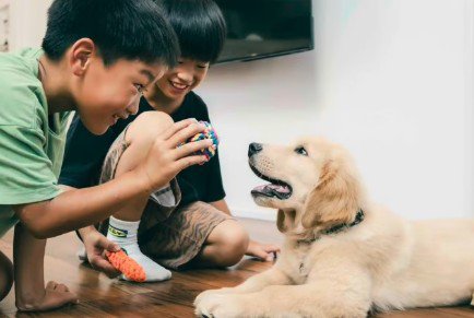 昔から犬が大好きだった