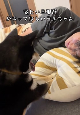 「おーきーてー!!」