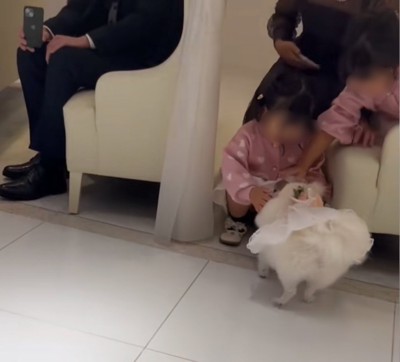 もう一度挨拶に戻る犬