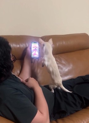 スマホ画面を見る鱈ちゃん2