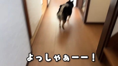 「ピクニックだ～！」と大喜びで玄関へ