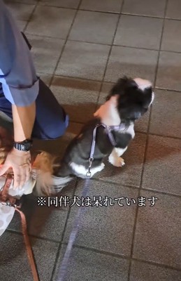 「いつまで続くの…」