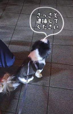 「現行犯逮捕して…」