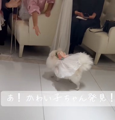 近づく犬