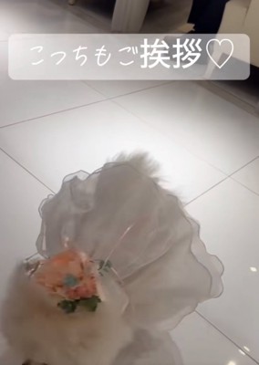 挨拶する犬