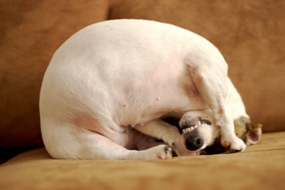 身悶えている犬