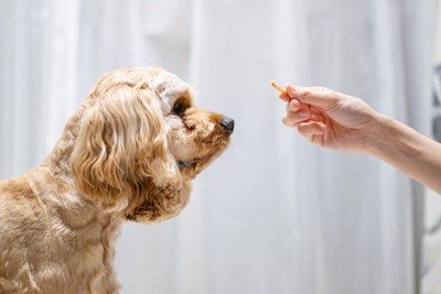 おやつを見つめる犬