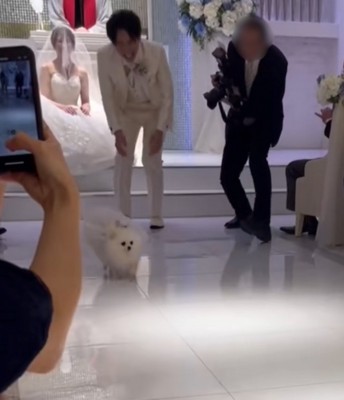 Uターンする犬