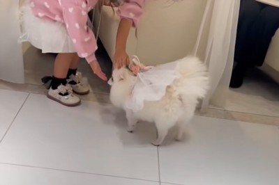 撫でてもらう犬