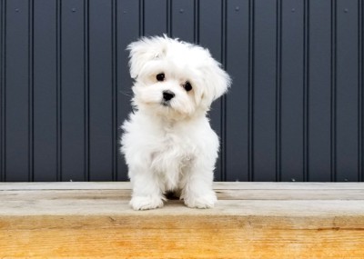 首を傾げる子犬