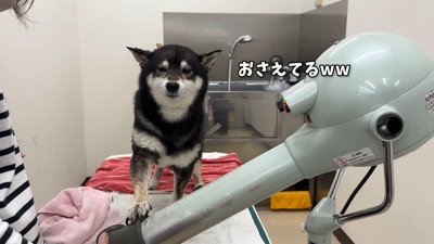 お手々で押さえてドライヤーを拒否