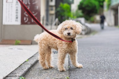 立ち止まる犬