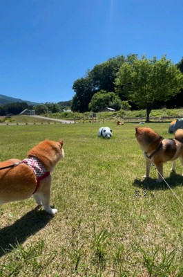 外で佇む柴犬