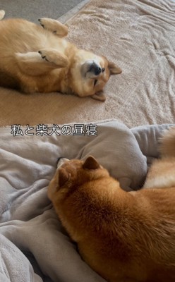 お昼寝する柴犬