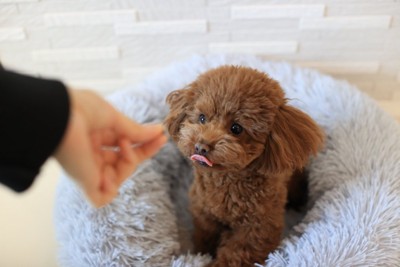 犬におやつを与える