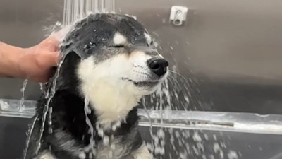 「もう逃げられない…」と観念