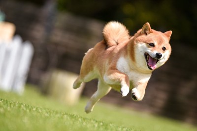 走ってくる柴犬