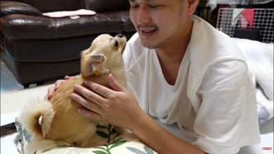 枕に乗って三度寝を阻止