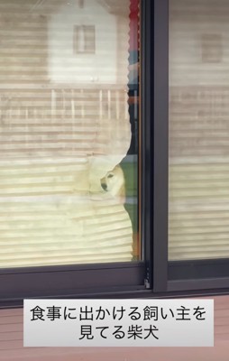 見送る柴犬